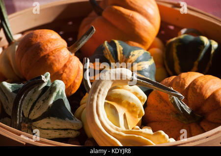 Fall vegetables, pumpkins, squash and gourds in a basket in the fall sunlight Stock Photo