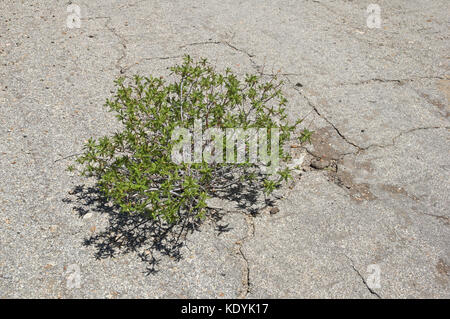 plant grows up through crack in old asphalt pavement Stock Photo