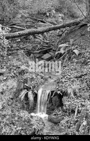 Sheffield, UK - Jan 2015: Tinker Brook passes through the ancient woodland of Glen Howe park on 18 Jan 2015 near Wharncliffe Side Stock Photo