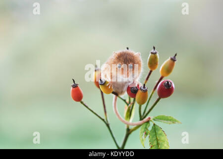 Harvest mouse (Micromys minutus) UK on rosehips Stock Photo