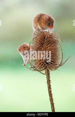 Harvest mice (Micromys minutus) UK on teasel Stock Photo