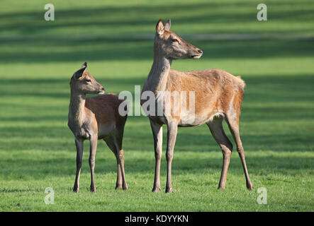 Red deer and its fawn, at Wollaton Park, Nottingham, England. Stock Photo