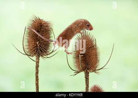 Harvest mouse (Micromys minutus) UK on teasels Stock Photo