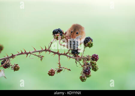 Harvest mouse (Micromys minutus) UK on blackberries Stock Photo