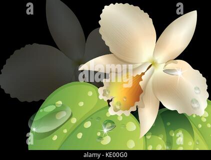 Orchid and leaves on black background illustration Stock Vector