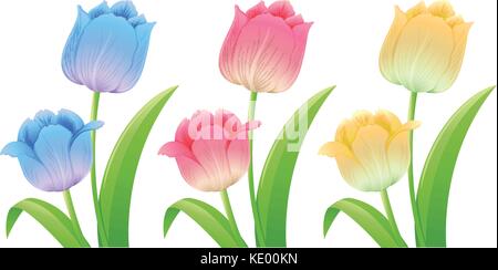 Three different colors of tulips illustration Stock Vector