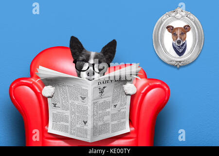 terrier dog reading newspaper on a red sofa , couch, or lounger , in living room , isolated on blue wall Stock Photo