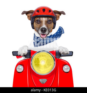 motorcycle dog driving a motorbike with helmet at  high speed Stock Photo