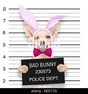 very bad chihuahua dog, at the police station ,holding banner or placard as a mugshot Stock Photo