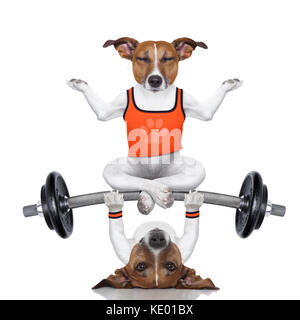 JACK RUSSELL DOG PERSONAL TRAINER WEIGHT LIFTER PHOTO ART PRINT POSTER BMP2043B