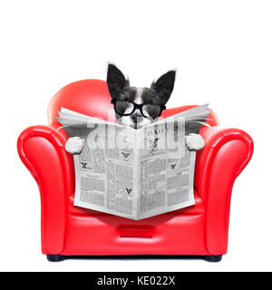 terrier dog reading newspaper on a red sofa , couch, or lounger , in living room , isolated on white background Stock Photo