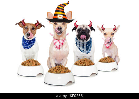 row and group of halloween hungry dogs  in front of food bowls, isolated on white background Stock Photo