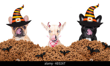 row and group of halloween hungry dogs  in front of food wall, isolated on white background,, licking with tongue Stock Photo