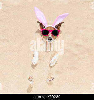 easter bunny ears jack russell dog , at the beach buried in sand , on spring easter holidays Stock Photo