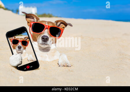 jack russell dog  buried in the sand at the beach on summer vacation holidays , taking a selfie, wearing red sunglasses Stock Photo