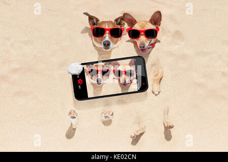 couple of two dogs buried in the sand at the beach on summer vacation holidays , having fun taking a selfie with smartphone Stock Photo