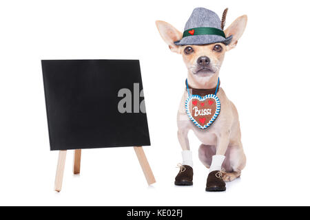 bavarian german chihuahua  dog with  gingergread ,  isolated on white background , ready for the beer celebration festival in munich, blackboard or pl Stock Photo