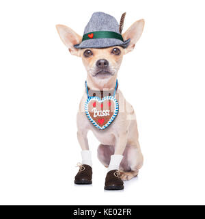 bavarian german chihuahua  dog with  gingergread and hat,  isolated on white background , ready for the beer celebration festival in munich Stock Photo