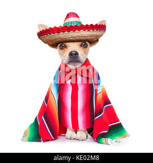 fun mariachi mexican chihuahua dog wearing a sombrero hat and red poncho, isolated on white background Stock Photo