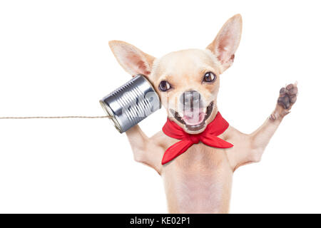 chihuahua dog talking on the phone surprised ,laughing and cheerful, isolated on white background Stock Photo
