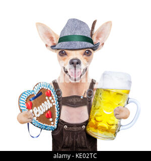 bavarian german chihuahua  dog with  gingergread and beer  mug,  isolated on white background , ready for the beer celebration festival in munich Stock Photo