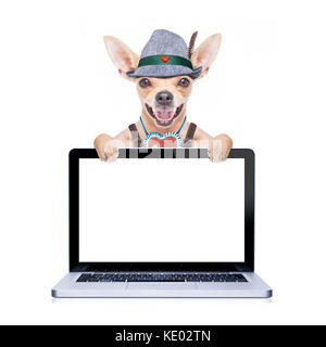 bavarian german chihuahua dog with  gingerbread and hat,laptop pc screen computer display,  isolated on white background , ready for the beer celebrat Stock Photo