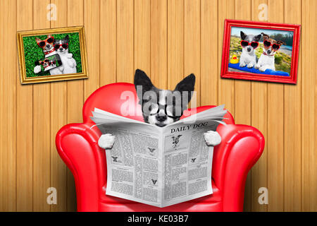 terrier dog reading newspaper on a red sofa , couch, or lounger , in living room , isolated on wood wall Stock Photo