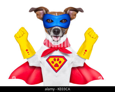 super hero dog with  red cape and a  blue mask Stock Photo