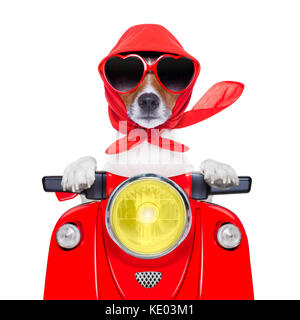 motorcycle dog summer dog driving a motorbike with sunglasses Stock Photo