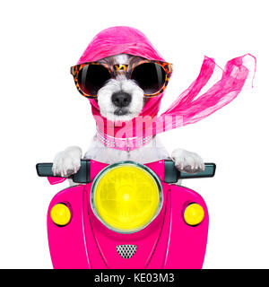 motorcycle diva lady fancy  dog driving a motorbike with sunglasses isolated on white background Stock Photo