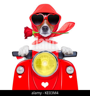 motorcycle dog driving a motorbike with helmet at  high speed Stock Photo