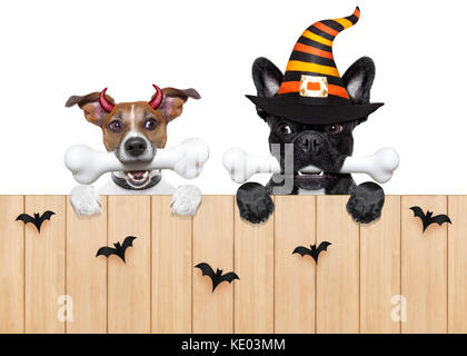 row and group of halloween hungry dogs  in front of wall, isolated on white background,bones in mouth Stock Photo