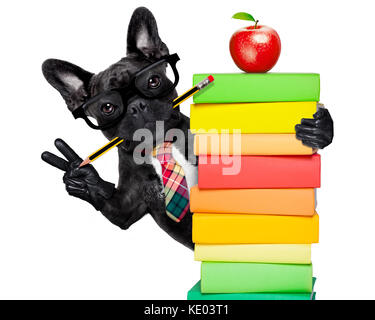 french bulldog  dog behind a stack of books very clever , smart but with dumb nerd glasses, isolated on white background Stock Photo