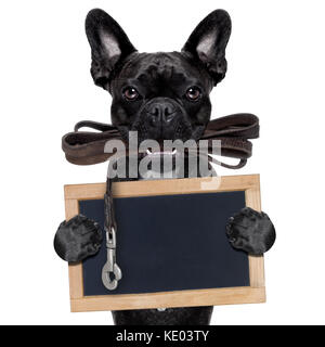 french bulldog dog   waiting to go for a walk with owner, leather leash in mouth, holding a blank blackboard, isolated on white background