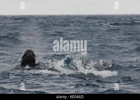 Shortfinned Pilot Whale (Globicephala melaena) off the coast of Calheta near Funchal and the island of Madeira in the Atlantic Ocean. Stock Photo