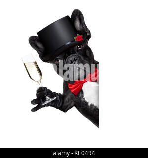valentines french bulldog dog holding a glass of champagne, besides a white and blank banner ,giving a toast speech,  isolated on white background Stock Photo