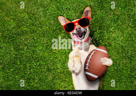 funny american football rugby dog, Stock image