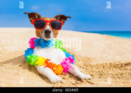 dog at the beach with a flower chain at the ocean shore wearing sunglasses Stock Photo