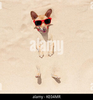 chihuahua dog  buried in the sand at the beach on summer vacation holidays , wearing red sunglasses Stock Photo