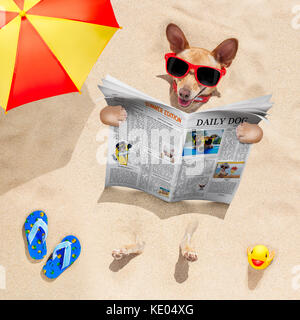 chihuahua   dog  buried in the sand at the beach on summer vacation holidays ,  wearing red sunglasses, reading a newspaper or magazine Stock Photo