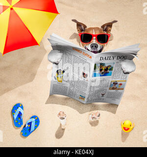 jack russell dog  buried in the sand at the beach on summer vacation holidays ,  wearing red sunglasses, reading a newspaper or magazine Stock Photo