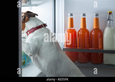 hungry dog looking for food in the refrigerator Stock Photo
