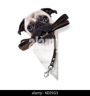 pug dog with leather leash ready for a walk with owner, beside blank empty banner or placard, isolated on  white background Stock Photo