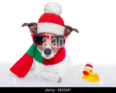 christmas dog resting on a white carpet and a rubber duck Stock Photo