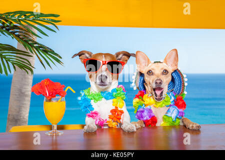 funny cool couple of  dogs drinking cocktails at the bar in a  beach club party with ocean view on summer vacation holidays Stock Photo