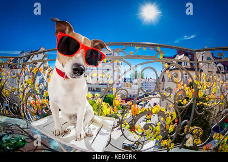 silly dumb crazy jack russell dog portrait in close up fisheye lens look on balcony on summer vacation holidays, sticking out tongue Stock Photo