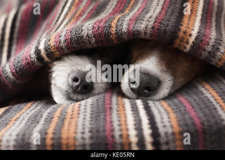 couple of dogs in love sleeping together under the blanket in bed Stock Photo