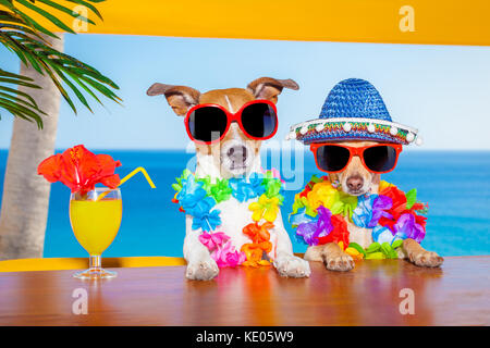 funny cool couple of  dogs drinking cocktails at the bar in a  beach club party with ocean view on summer vacation holidays Stock Photo