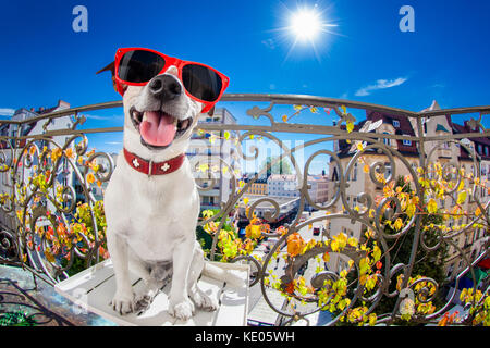 silly dumb crazy jack russell dog portrait in close up fisheye lens look on balcony on summer vacation holidays, sticking out tongue Stock Photo