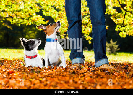 two happy dogs with owner sitting on grass in the park, looking up Stock Photo